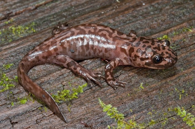 养100只娃娃鱼一年能挣多少钱,养娃娃鱼赚不赚钱