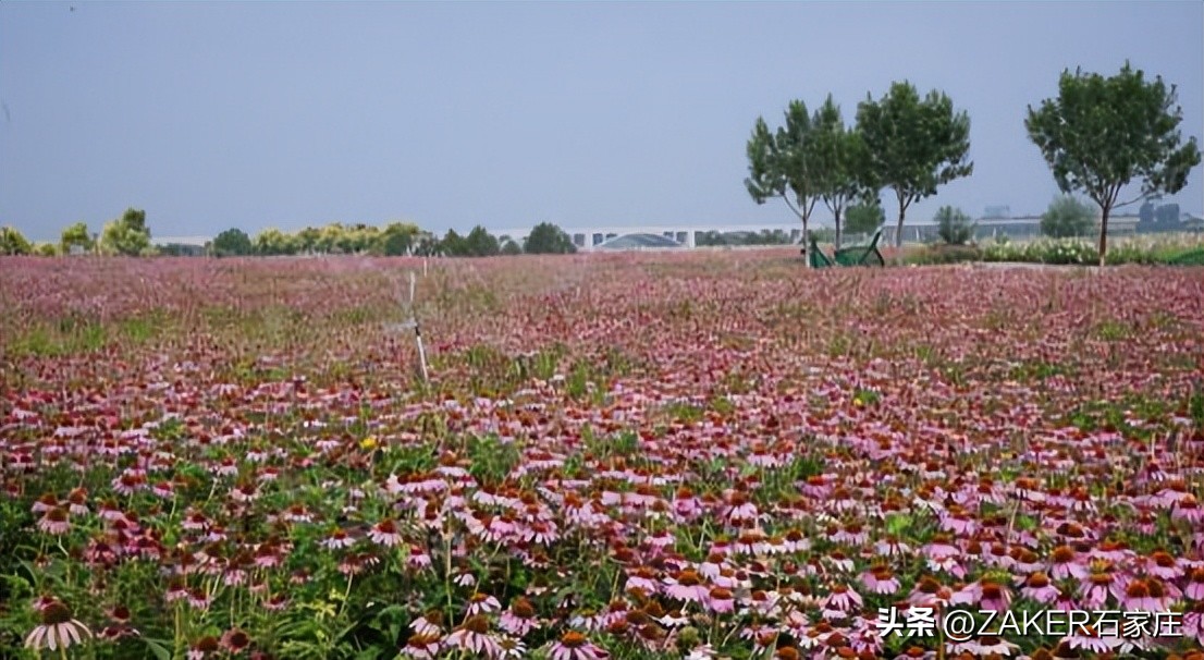 石家庄早新闻,早新闻完整内容