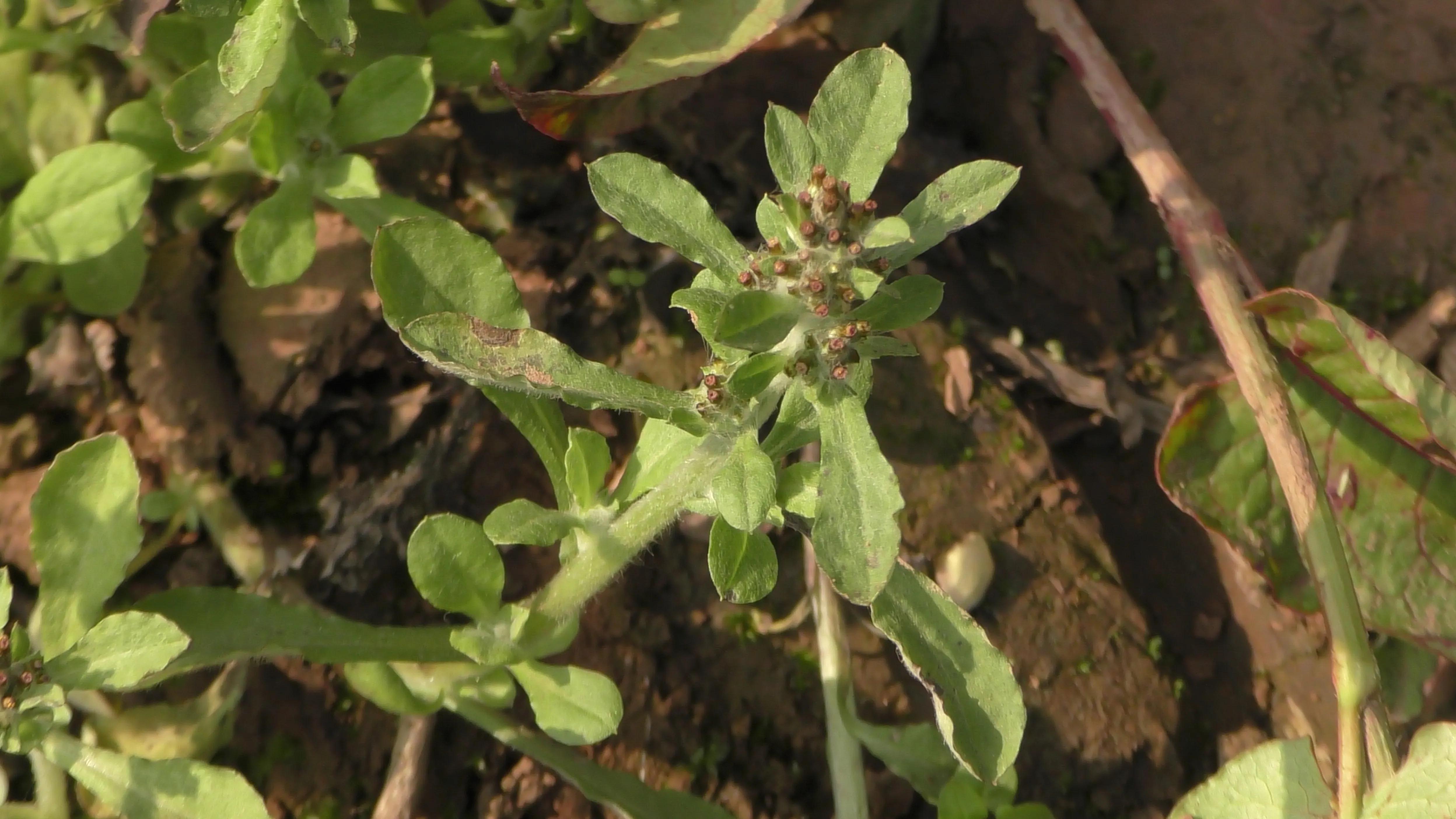清明草野菜,农村野菜清明草