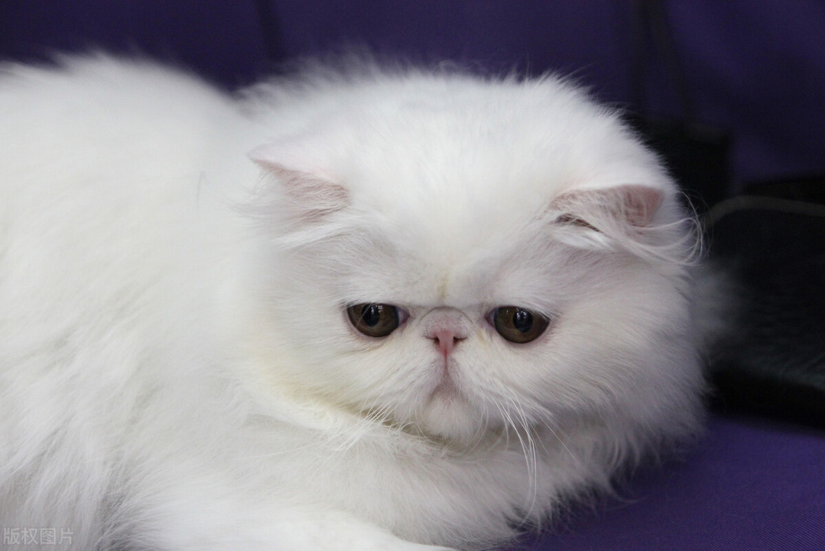 猫之间可以互相交流吗,猫的交流方式和注意事项