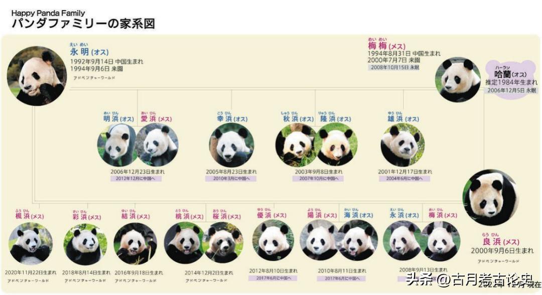 旅日大熊猫回国日本人反应,四只旅日大熊猫陆续归国