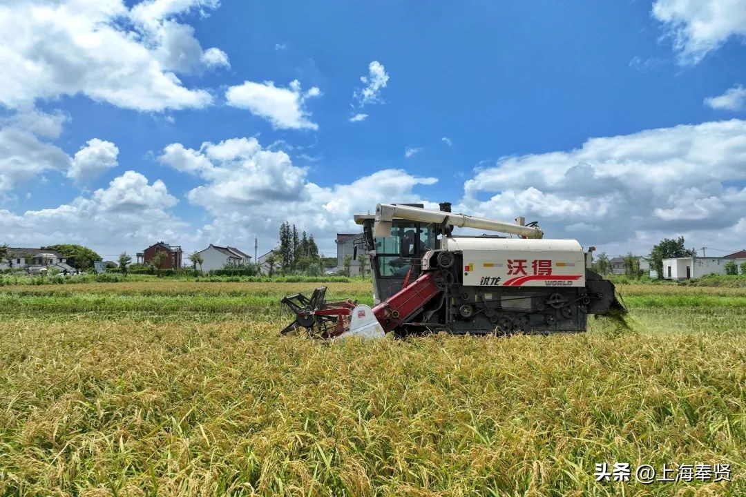 阡陌好“丰”光，上海早稻“第一镰”在金汇开镰