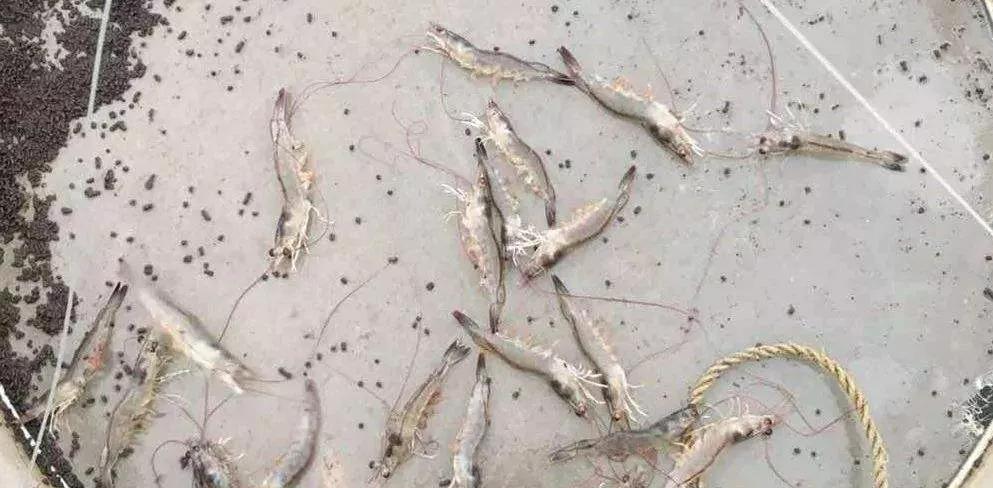 一分钟带你了解对虾肝肠孢虫,对虾肝肠孢虫苗期能看出来吗