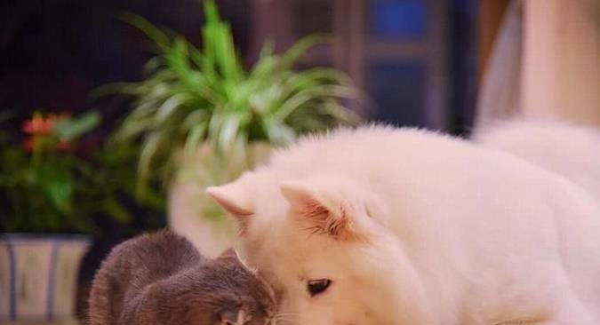 原来狗交配后会流血?这是正常的吗?