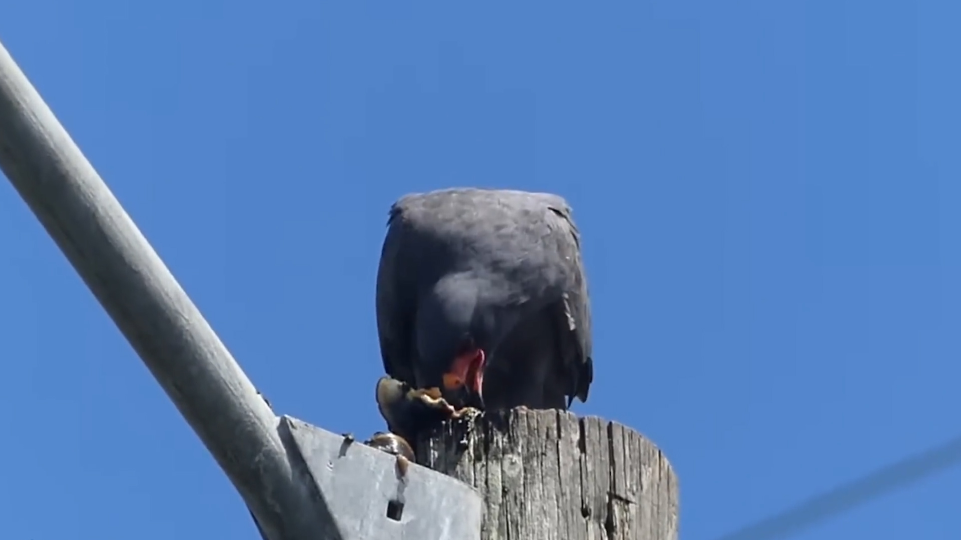 福寿螺的天敌是哪些,福寿螺的天敌都有哪些