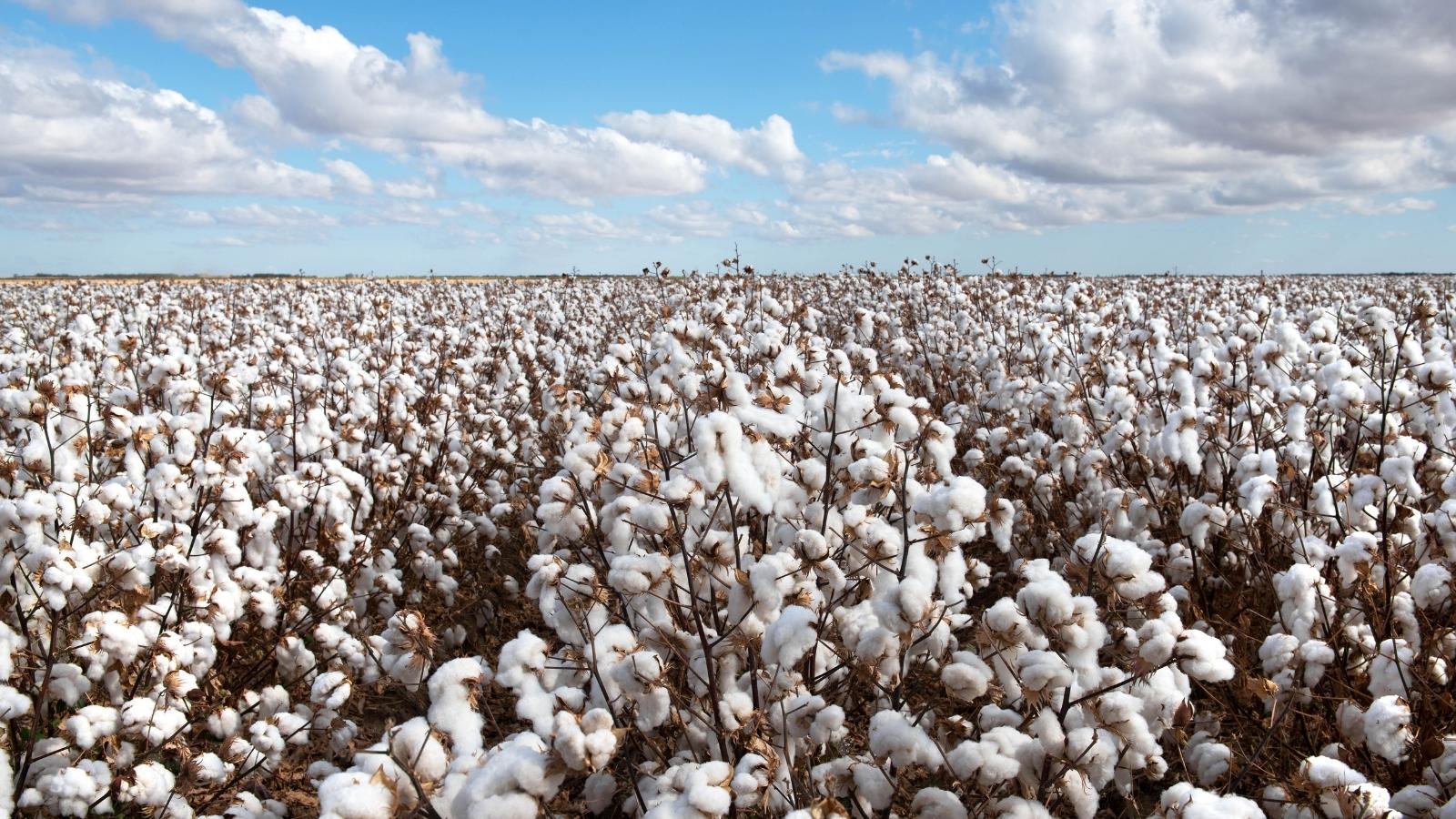 品牌如何超越产品去联结顾客？全棉时代思考