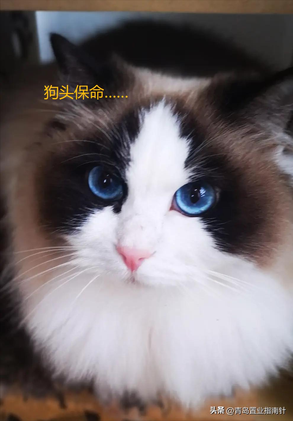 青岛张村河新房价格掉了吗,青岛张村河房子能买吗