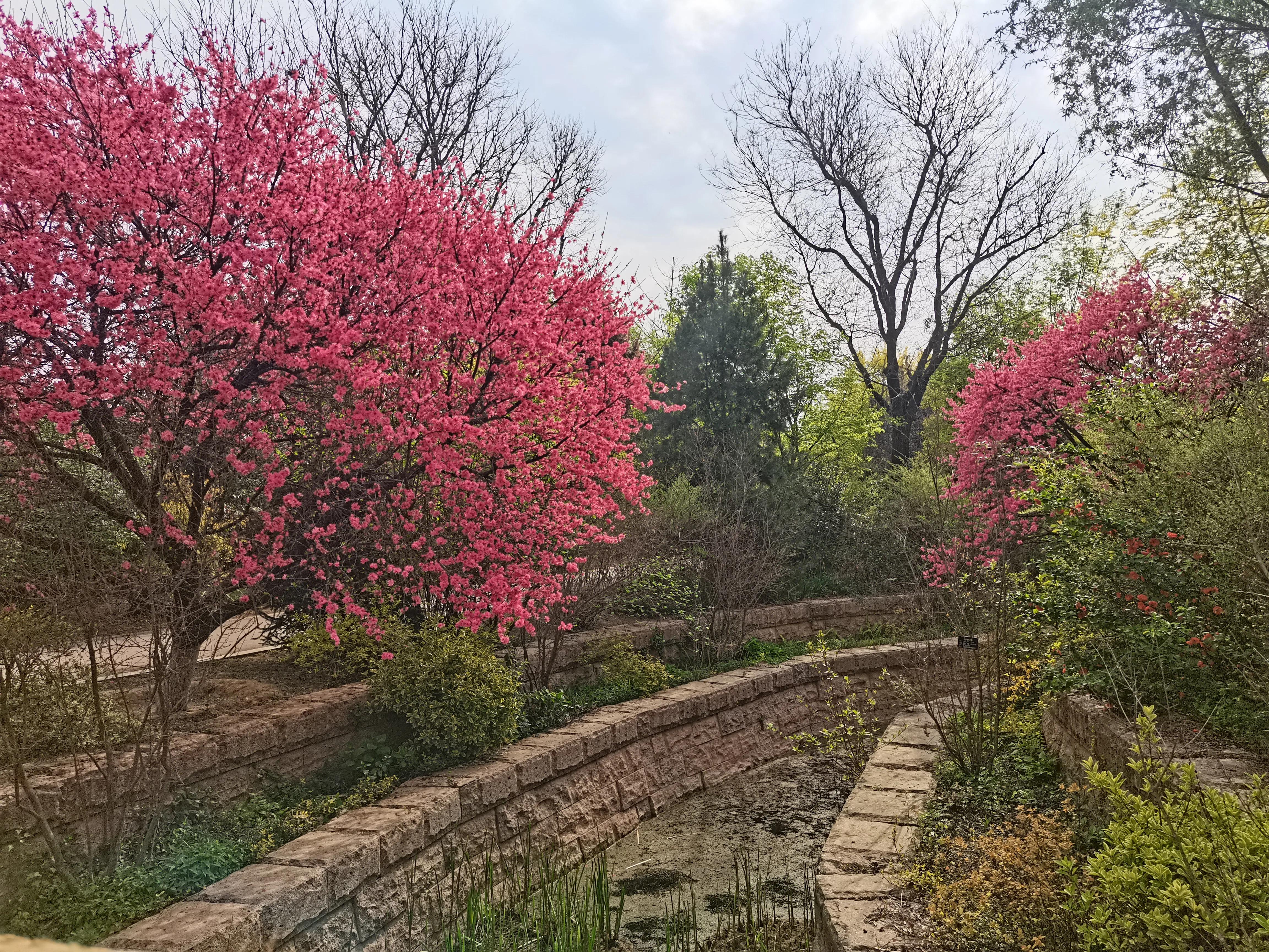 西安植物园春花怒放盛景,西安植物园海棠园