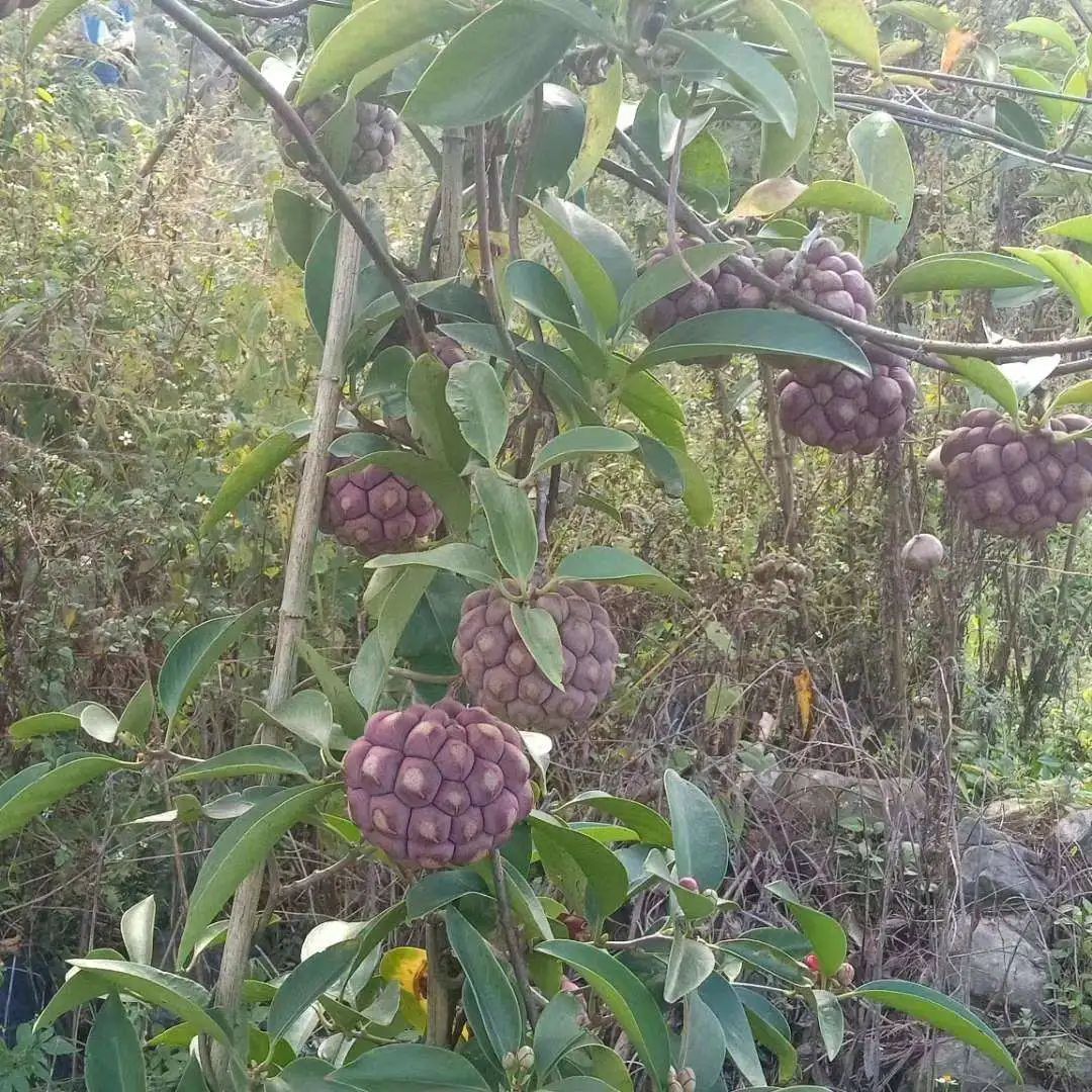 农村常见野生植物你都认识吗,农村常见植物野果