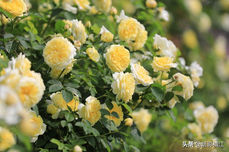 2021我的难忘记忆,我的2020高考独家记忆