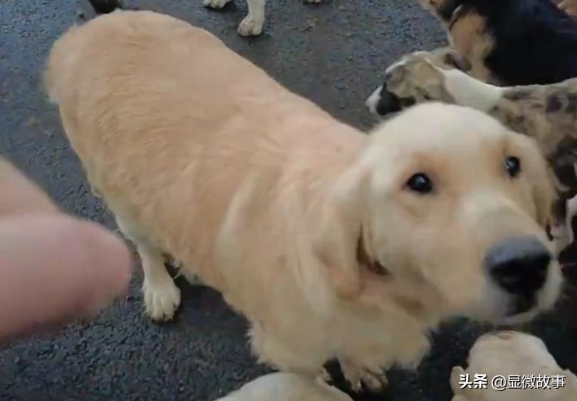 800元的布偶猫,800块钱宠物猫