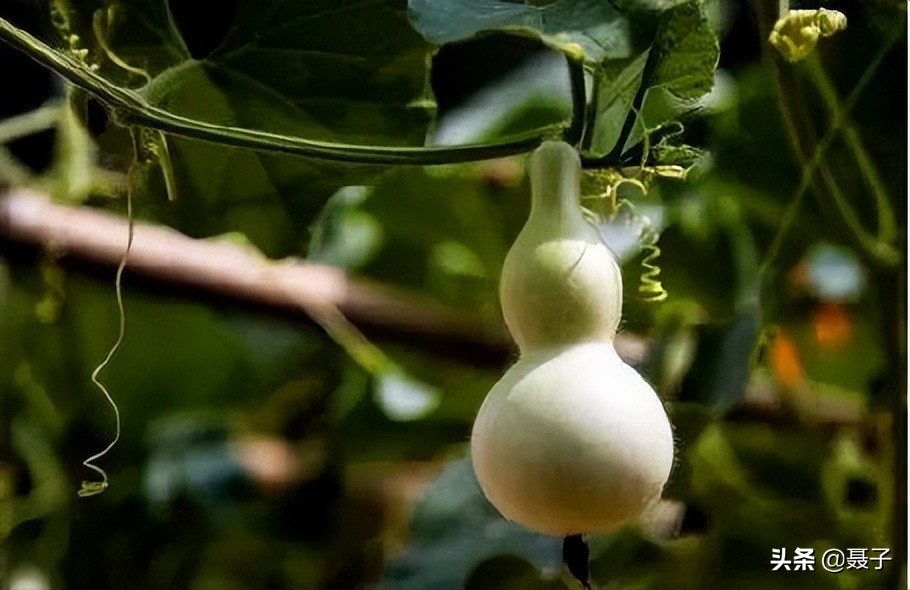 童年记忆宝葫芦,葫芦小金刚国漫童年回忆分享