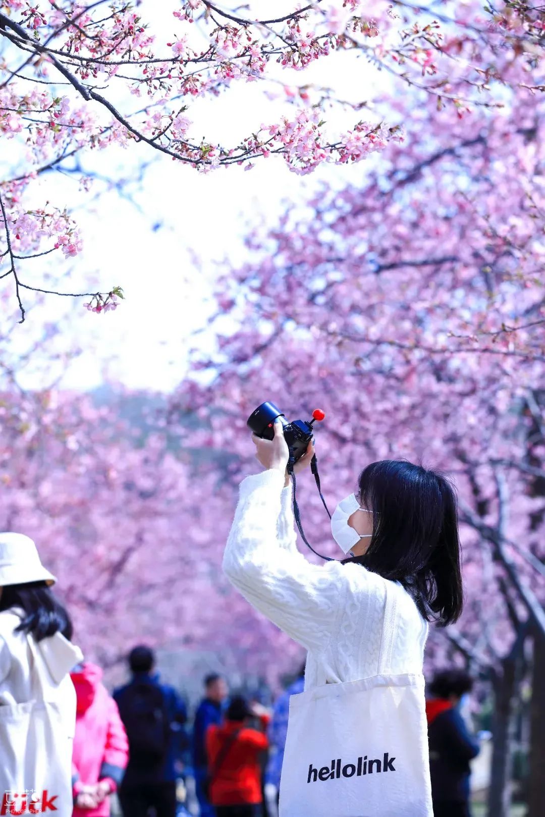 日本100个最佳樱花景点,日本十大樱花景点