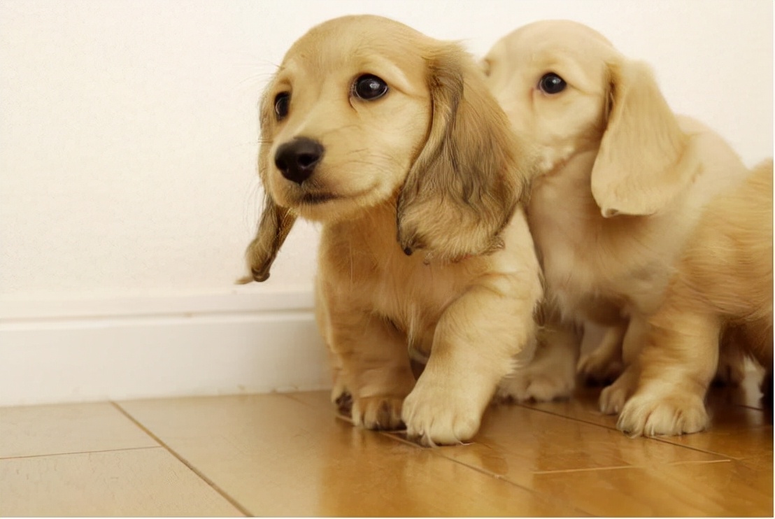 狗狗不爱喝水怎么办,狗狗不爱吃饭怎么办小妙招