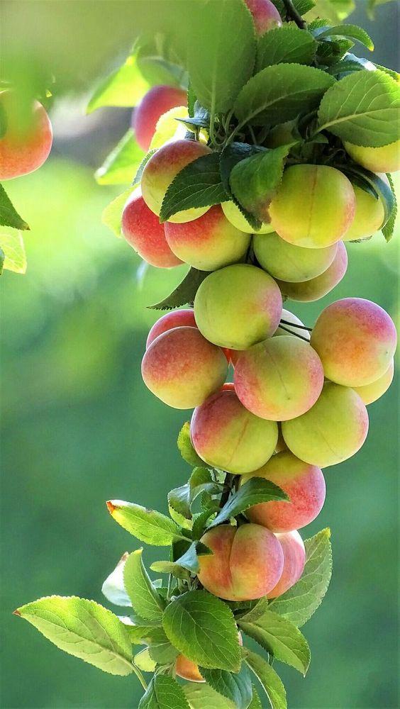 桃子精解说,桃子精万岁