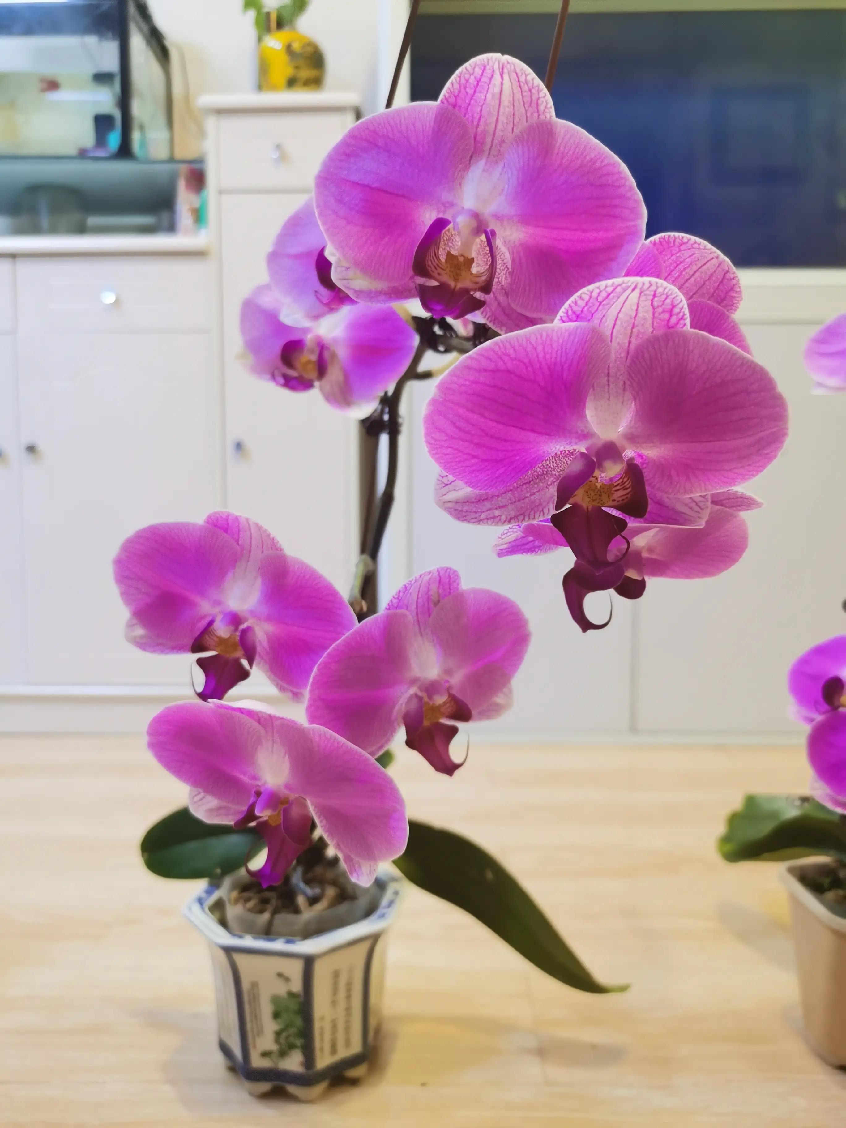 粉黛佳人水仙,紫水仙图片大全