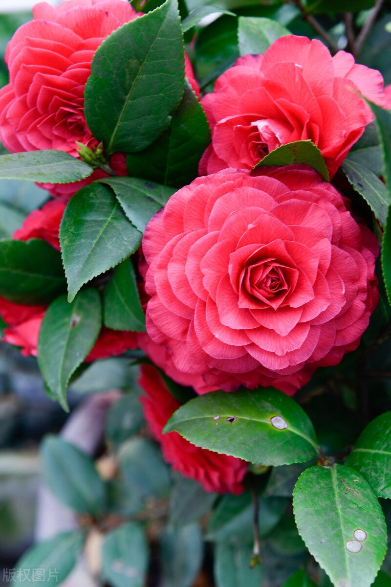 9块9包邮的茶花,一元秒杀包邮茶花