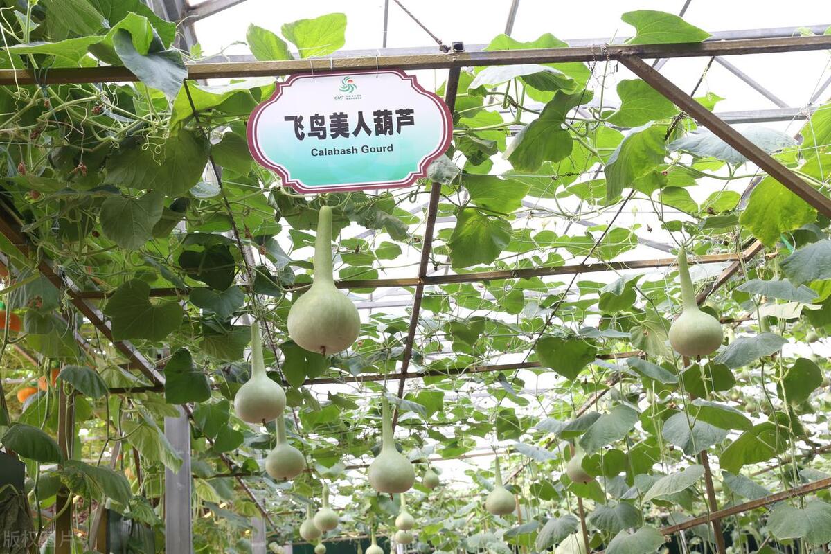 种的葫芦苗一直长不大,葫芦苗不长葫芦怎么回事