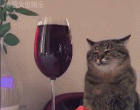 “谁再给猫喝酒，我扇烂ta的嘴巴！”