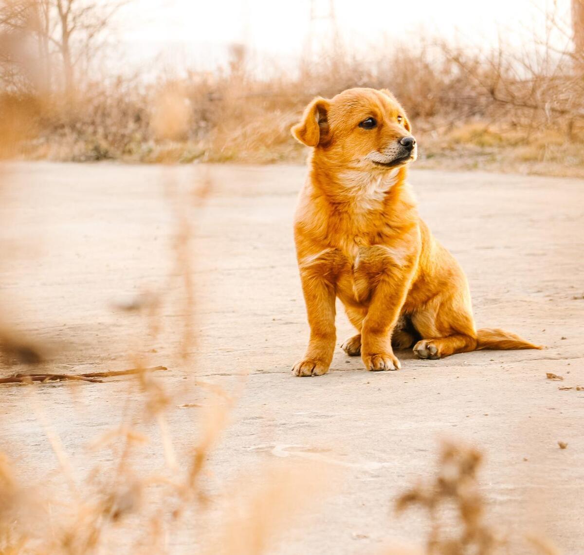 老祖宗选狗记住一句口诀,挑选狗的口诀
