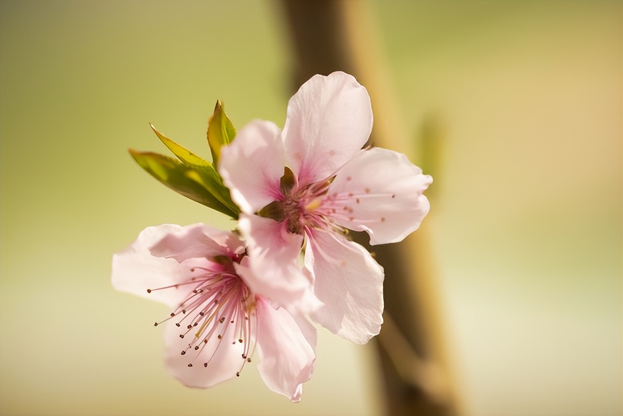 赏花的绝美诗句,16首经典赏花诗词资深花痴必背