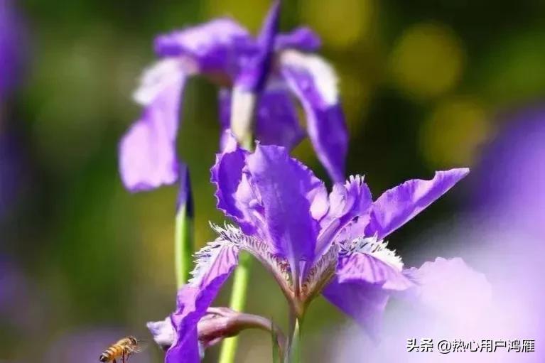 鸢尾花的寓意是,鸢尾花的寓意和象征风水