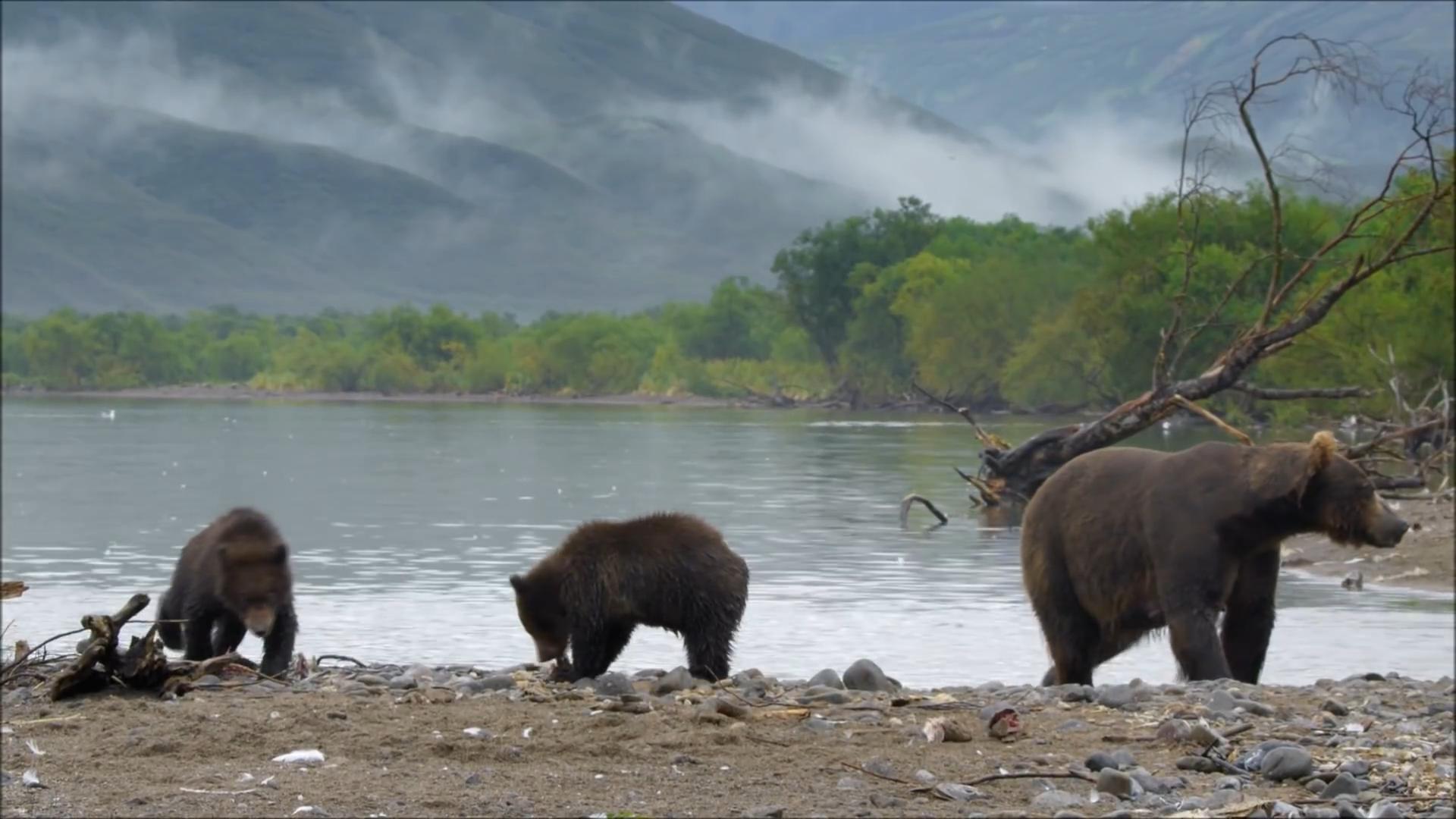 东北虎和东北棕熊谁厉害,东北虎和棕熊体重相同谁厉害