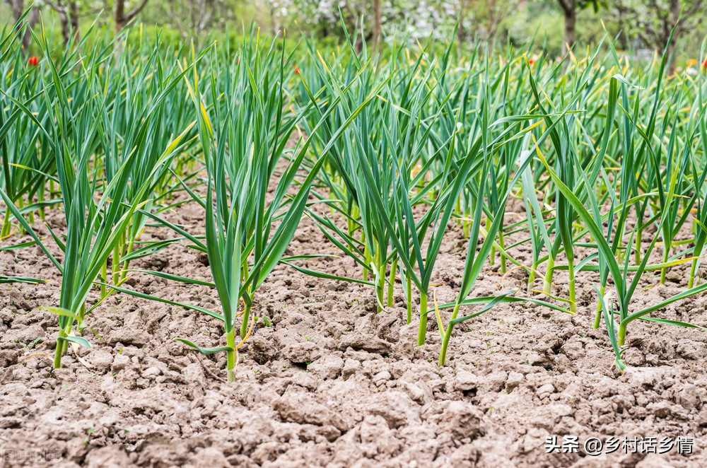 大蒜清明过后怎样浇水施肥,辽宁春分种大蒜什么时候施肥浇水