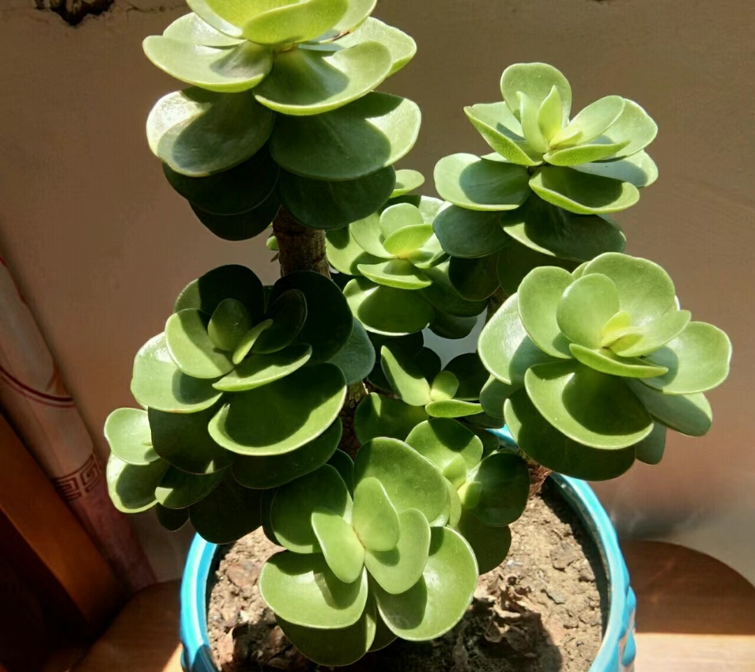 走霉运养什么花旺财运呢,养什么花好运气又旺财