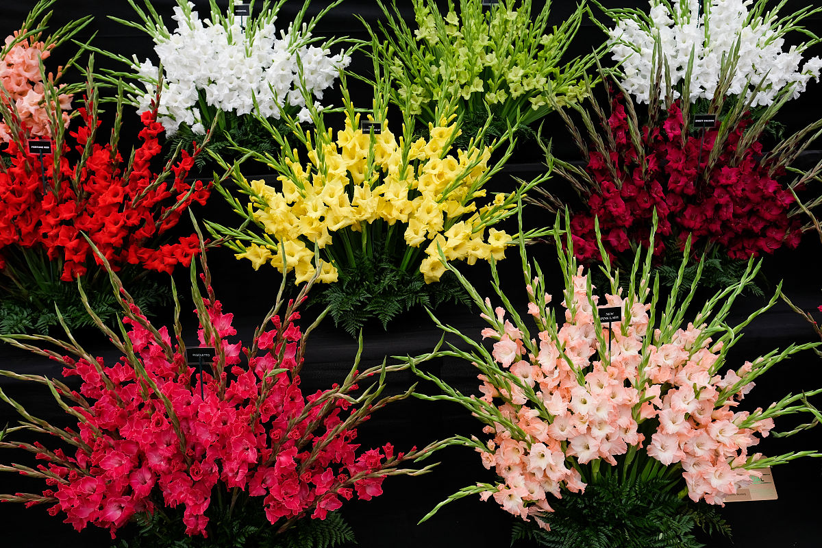 “切花之魁”，不要花大价钱去买了，自己种真的很方便