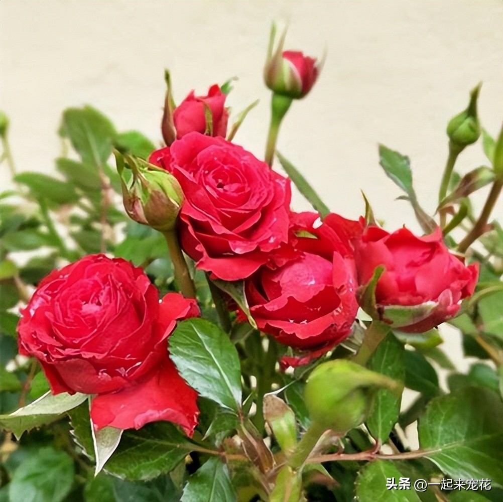 十大好养的月季,小众很仙月季