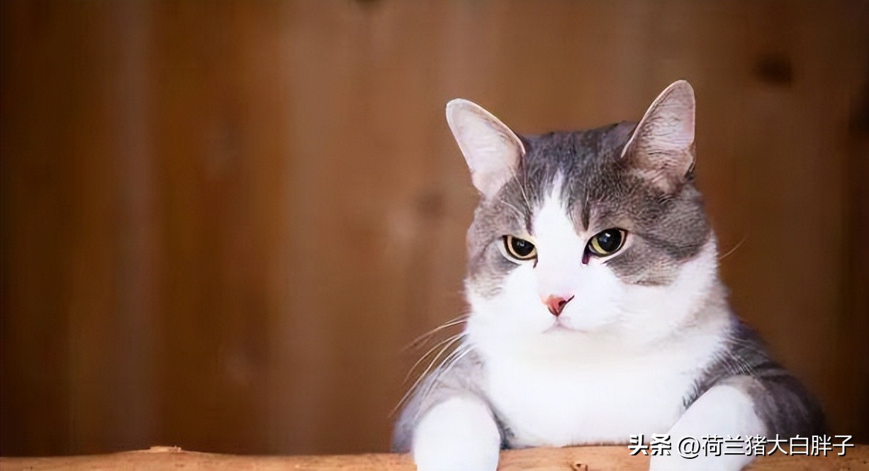 猫咪来月经冷知识,关于猫咪的36个冷知识