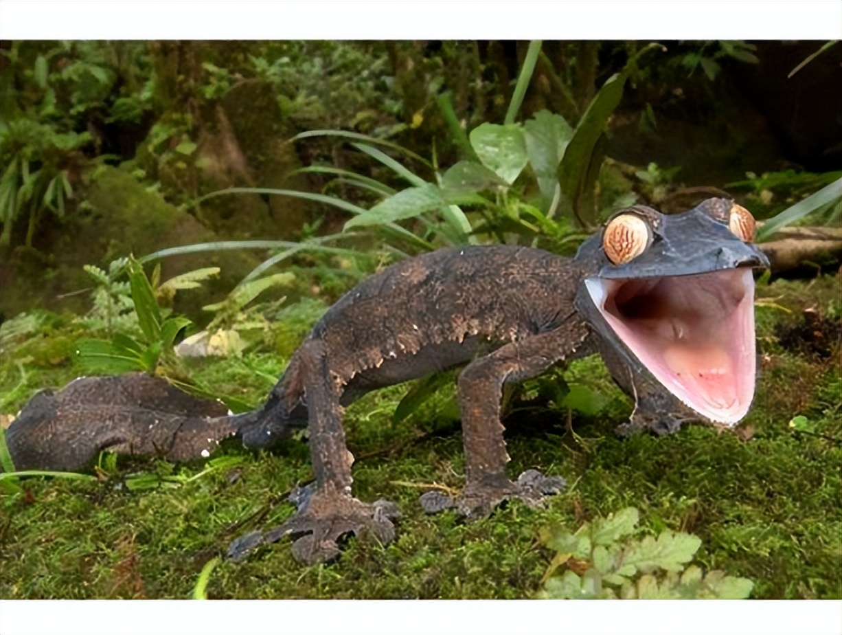 壁虎的危险性有多大,壁虎得名的原因