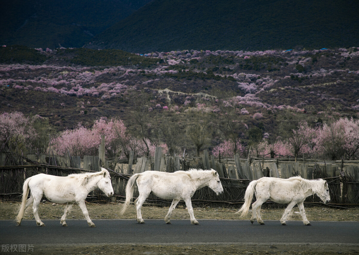 *藏西**三月适合去吗？三月*藏西**旅游景点推荐！来看看不一样的*藏西**吧