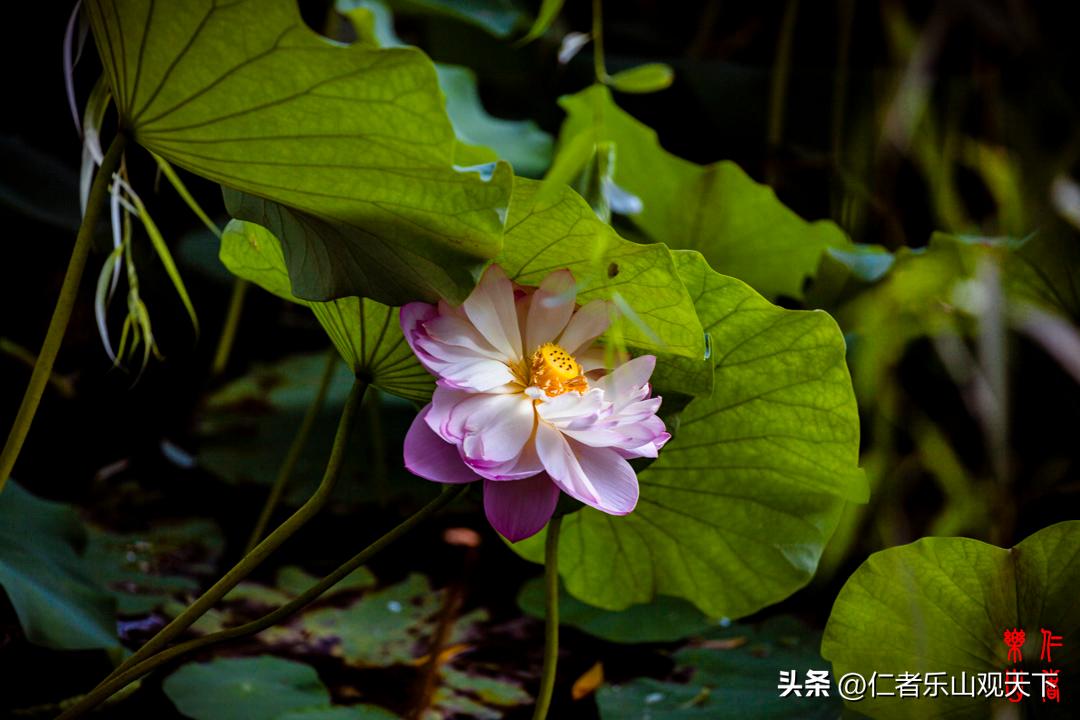 最后的摇曳——只为那绳命的回晃