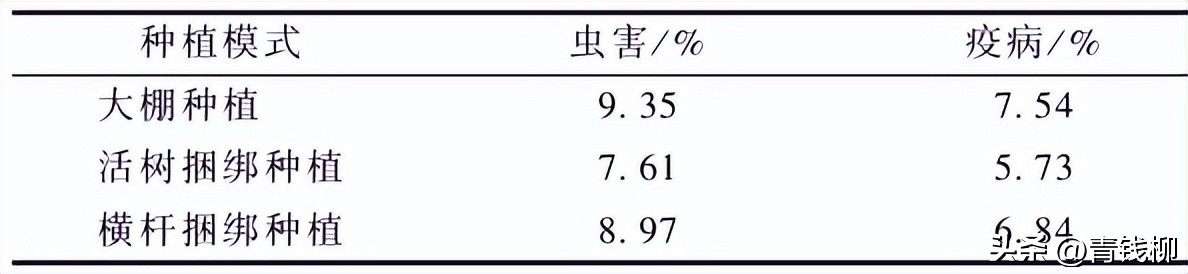 铁皮石斛仿野生种植技术,普洱铁皮石斛林下种植