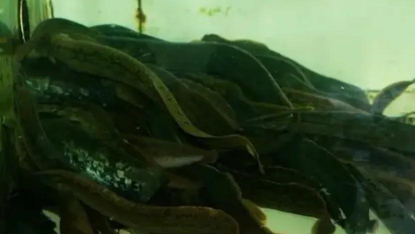 河鲜十大必吃美食,100种极品河鲜美食