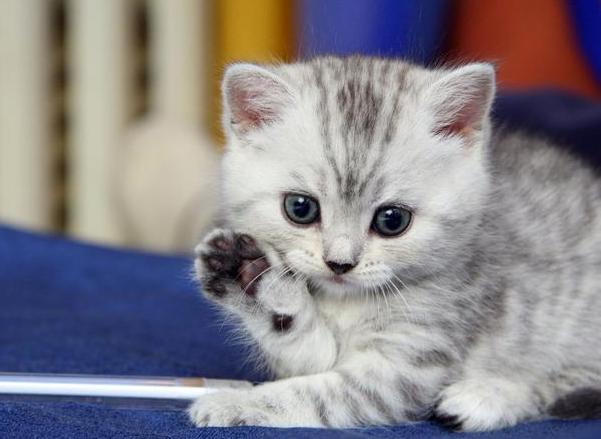 为什么宠物店没有田园猫卖,为何卖田园猫的很少