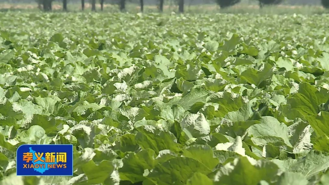 浙江东阳牛蒡种植,种植牛蒡的经济效益