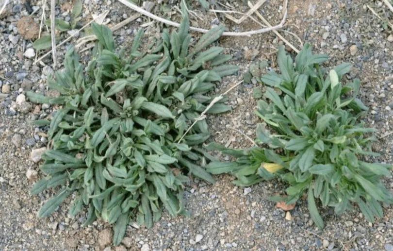 容易混淆的蔬菜,容易被混淆的蔬菜有哪些