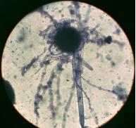 苏教版五年级科学刺激与反应ppt,2022苏教版五年级科学下册复习题