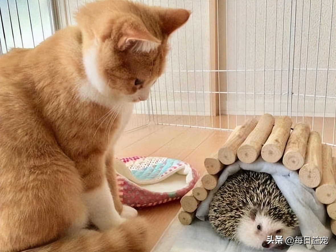 傻猫摸小刺猬被吓到了,傻猫欺负小鸡