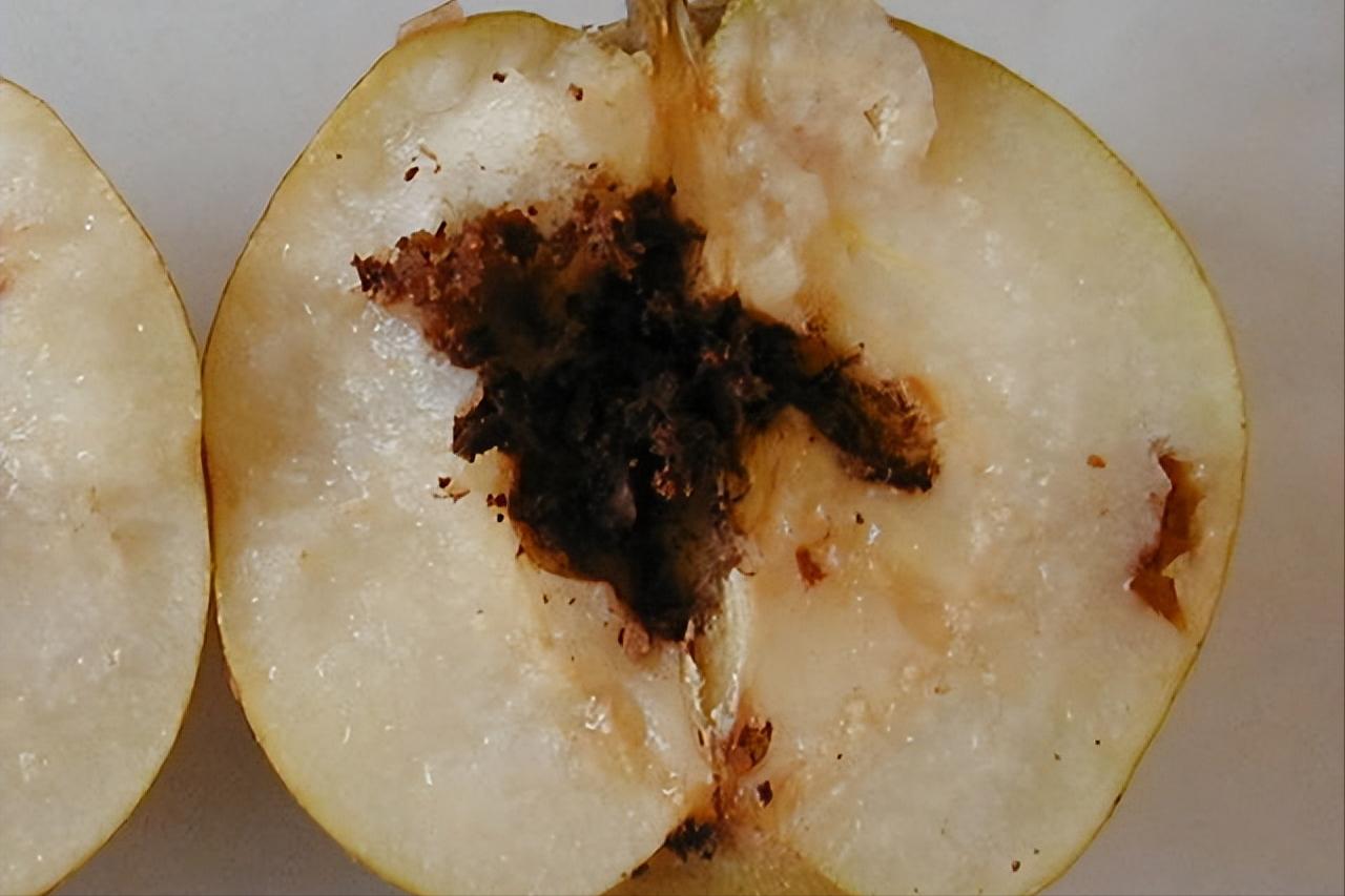 在水果里的虫子,水果套袋子能否防鸟虫