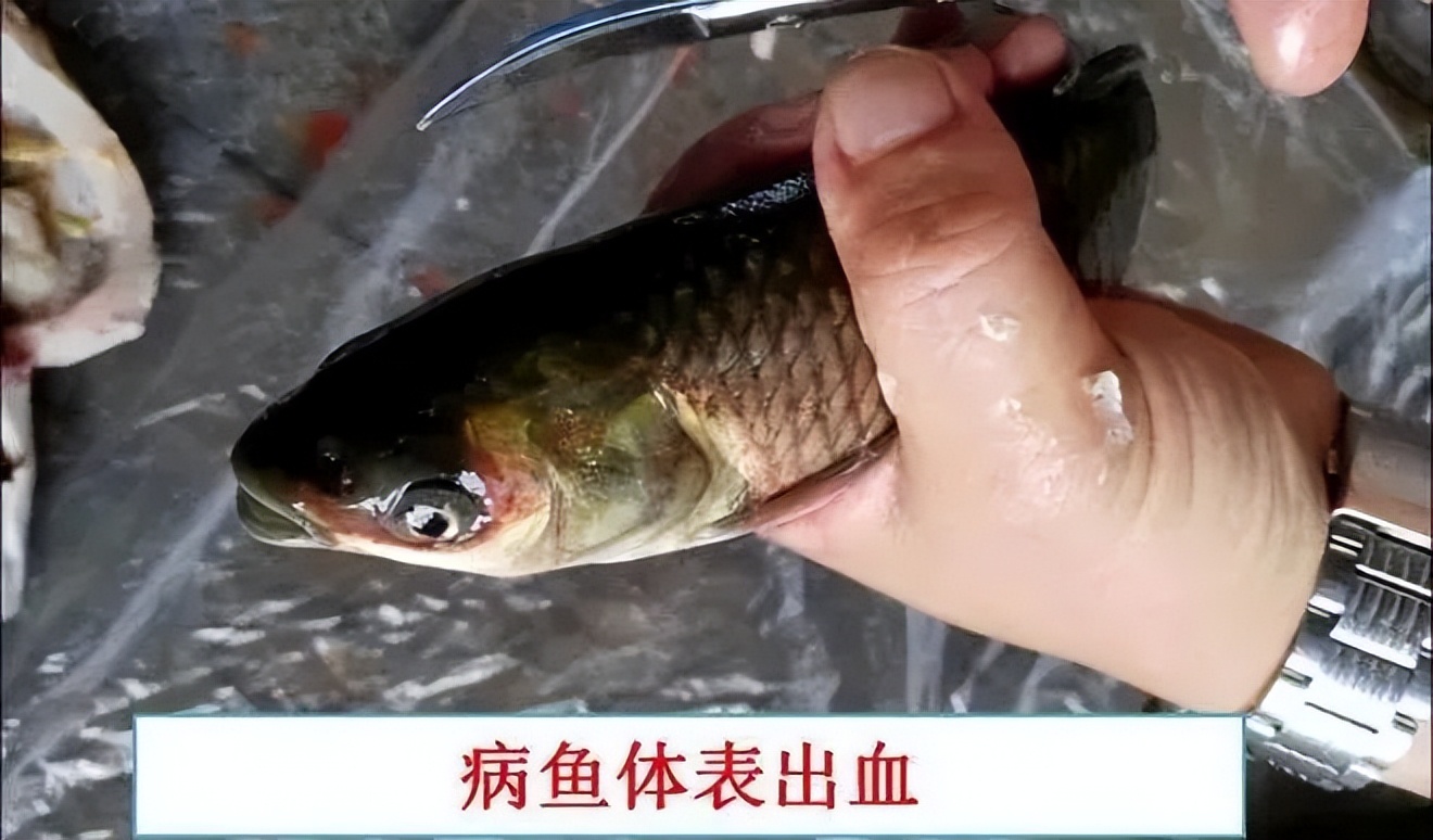 鱼出现败血症怎么治疗,鱼得了败血症怎么治