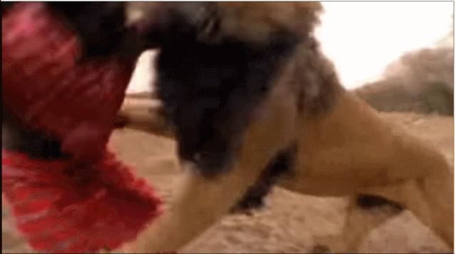 草原之王狮子怕马赛人,马赛人的狮子有多强