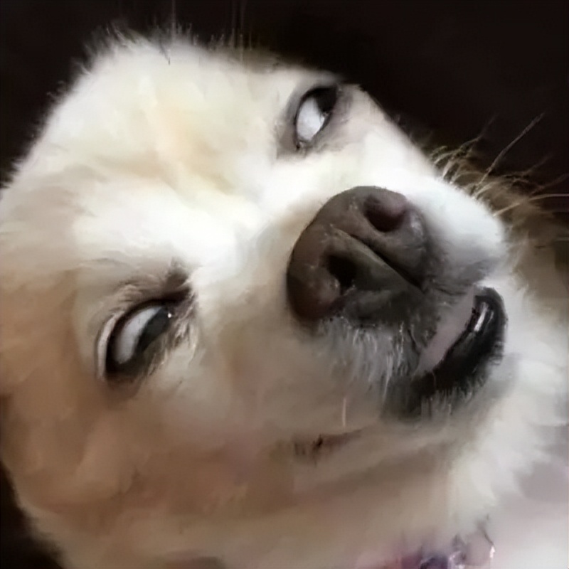 我家狗以为它是我亲生的,我家的狗以为自己是亲生的