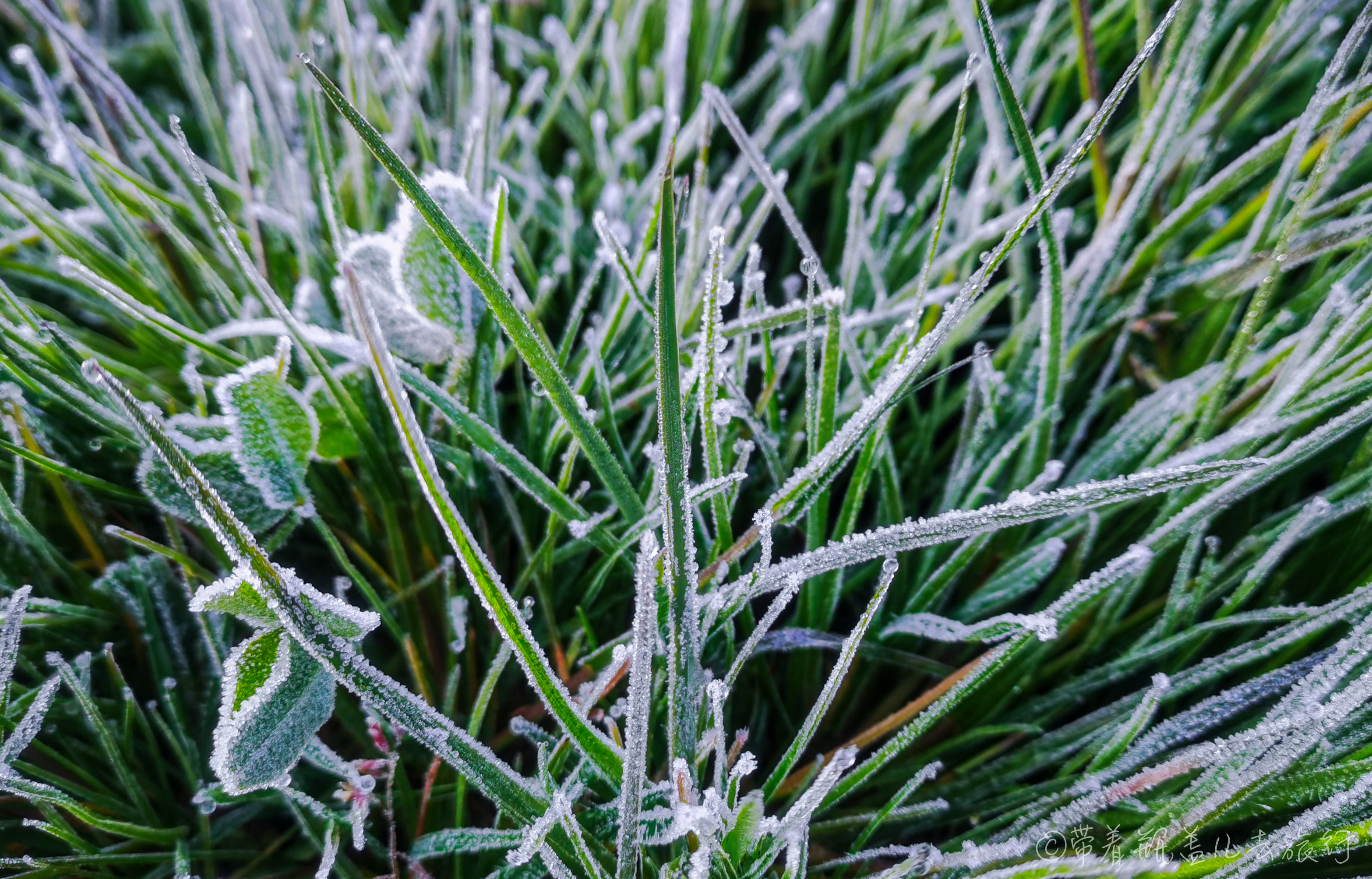 巫溪红叶自驾游,巫溪红池坝云中花海景点讲解