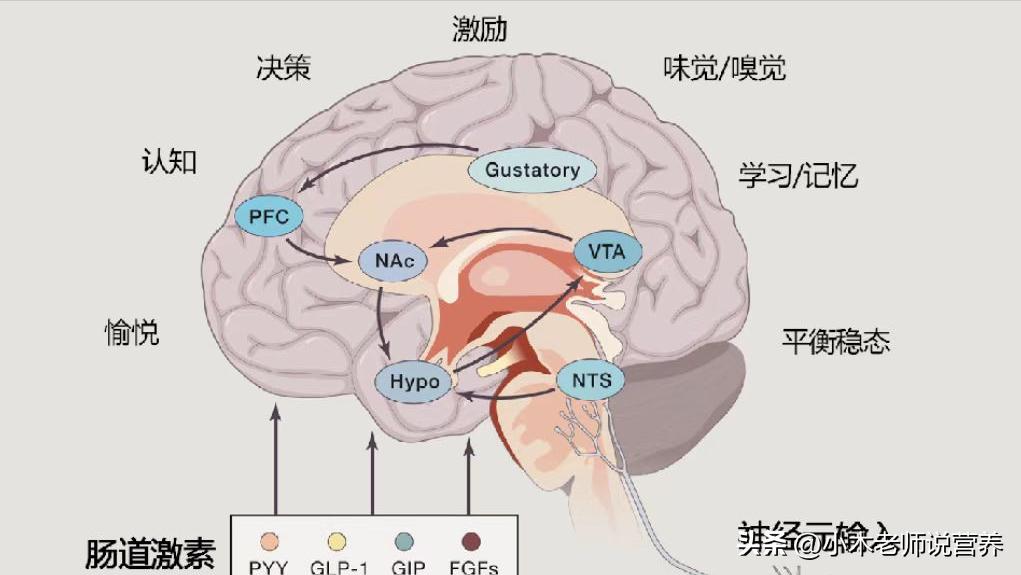 多吃这八种水果提高记忆力,大人吃增强记忆力的水果有哪些
