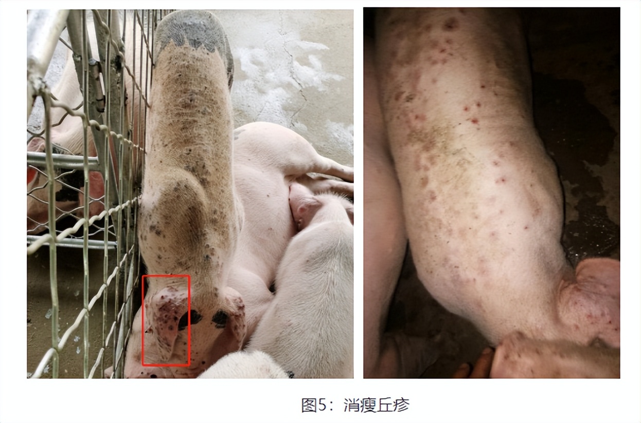 猪身上起红点还有点肿,猪身上起红疙瘩是什么病怎么治