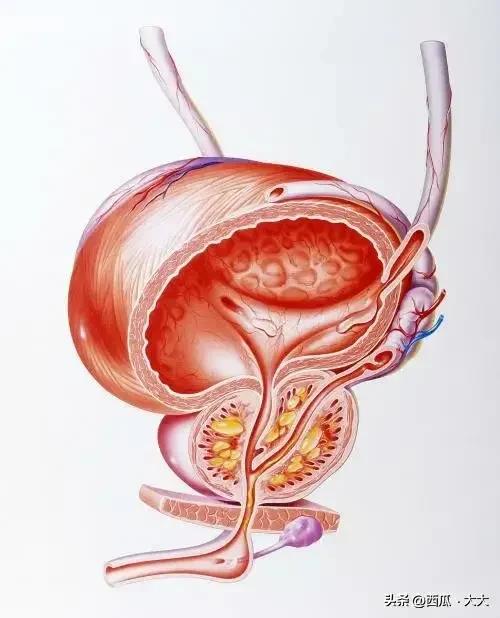 前列腺炎一定要坚持的五件事,前列腺炎不要慌做到这4点可预防